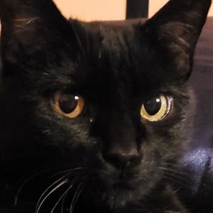 Meet your Posher, Audrey